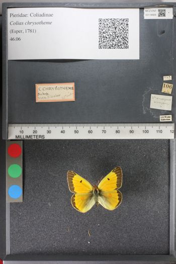 Media type: image;   Entomology 118926